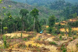 [Forest+Clearing.jpg]