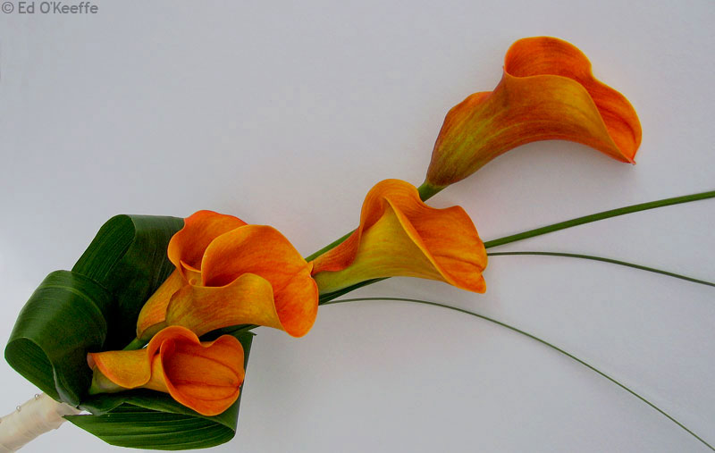 Red Arum Lily