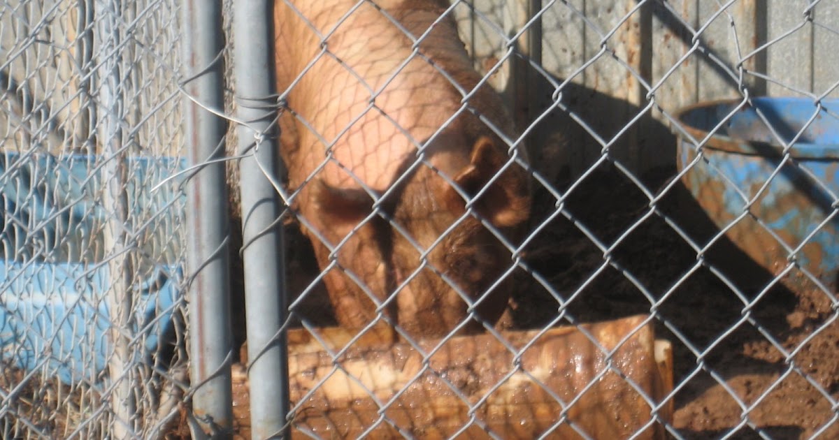 Pigtree Hog killing time in Woodland, GA