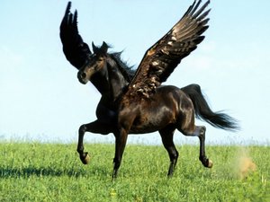 [pegazy100014lz9.jpg]