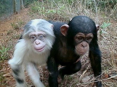 Cara, De, Mono Imágenes gratis en Pixabay - imagenes de animales monos