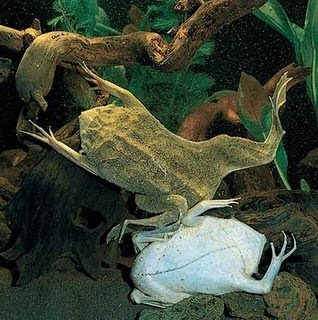 pipa de Surinam