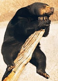 oso malayo