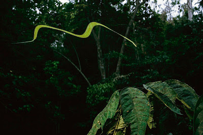 serpiente voladora