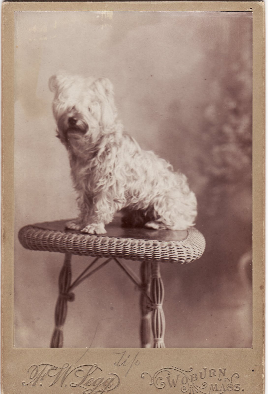 [what+breed+is+this.jpg]