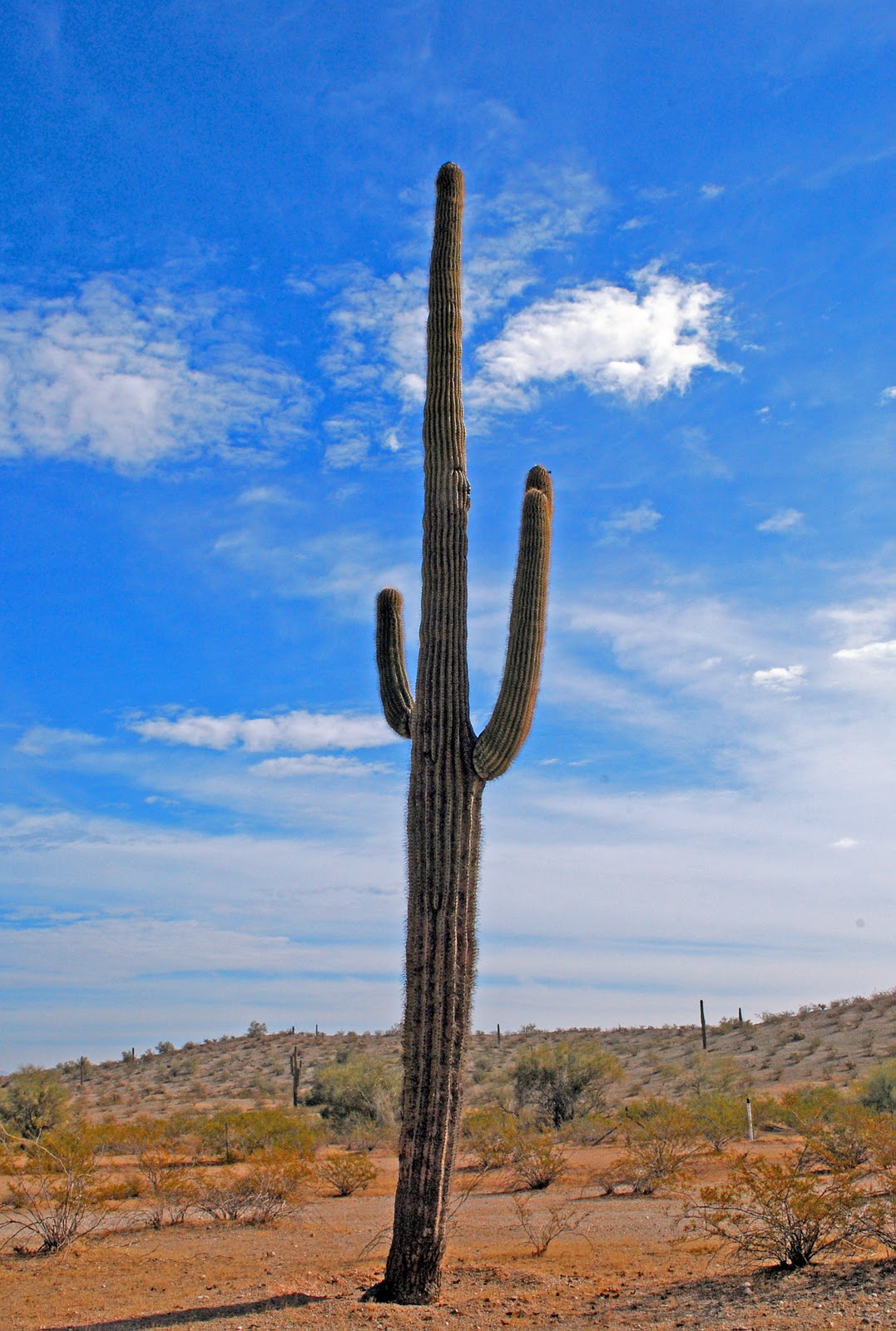 cactus in az