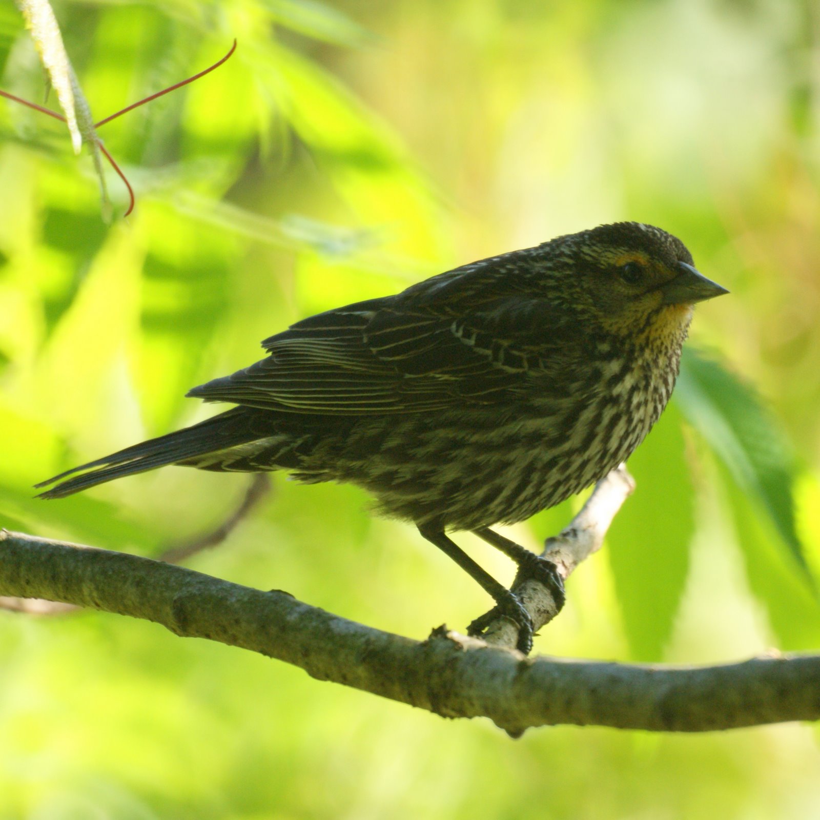 Birds from Tallman Mountain State Park, Piermont NY New Jersey Bird Photos