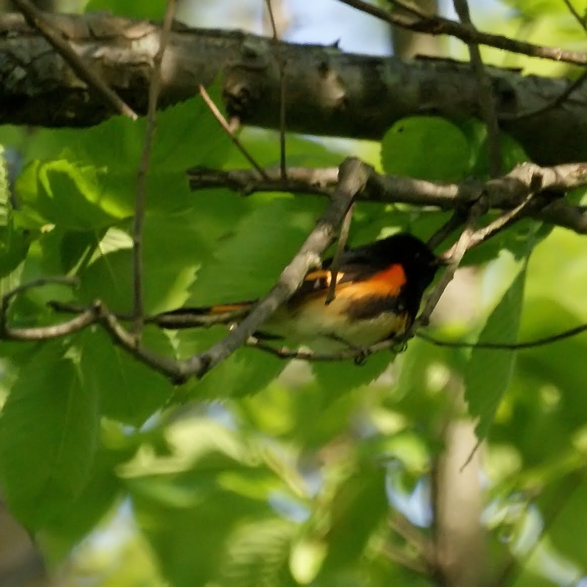 NJ Bird Photos Birds of New Jersey Spring Migrants