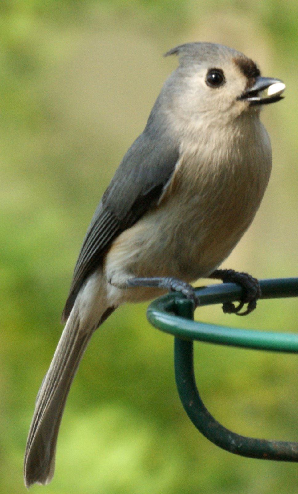 Birds In Nj