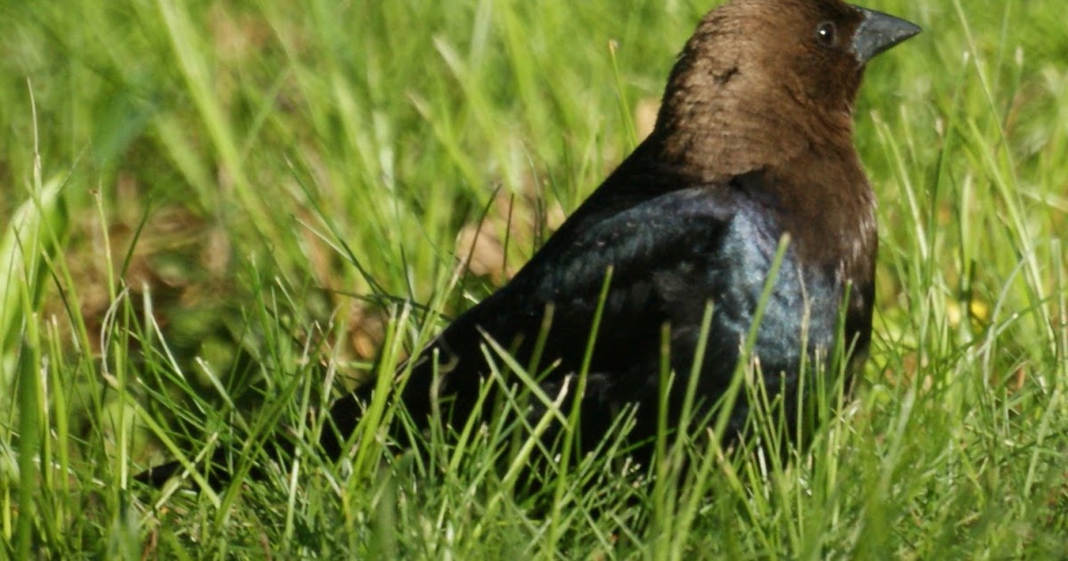 NJ Bird Photos Birds of New Jersey Brownheaded Cowbird