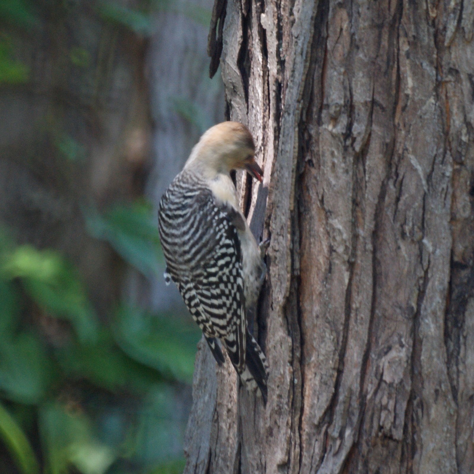 Baldy, the juvenile redbellied woodpecker New Jersey Bird Photos