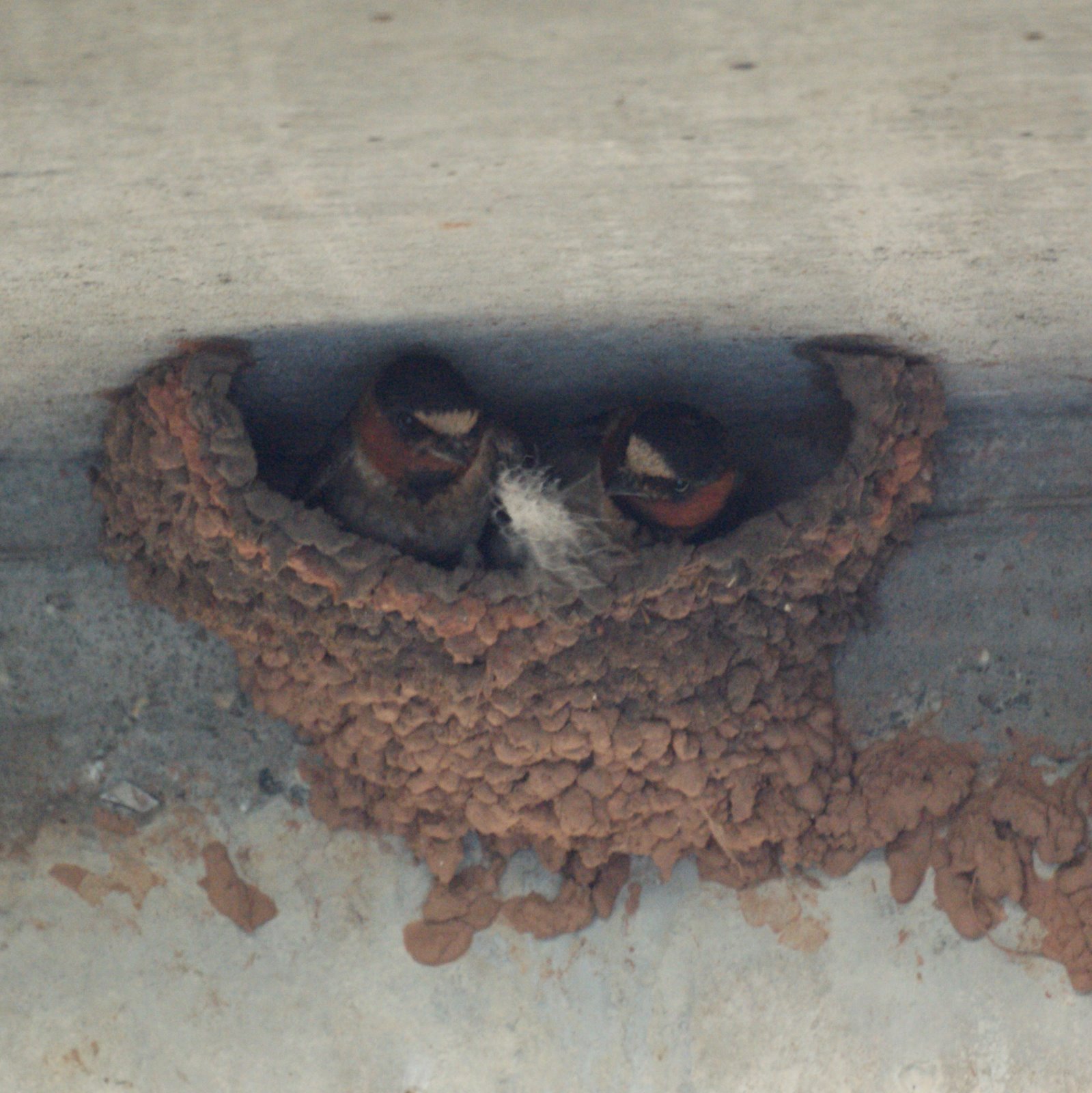 NJ Bird Photos: Birds of New Jersey: July 18, 2010