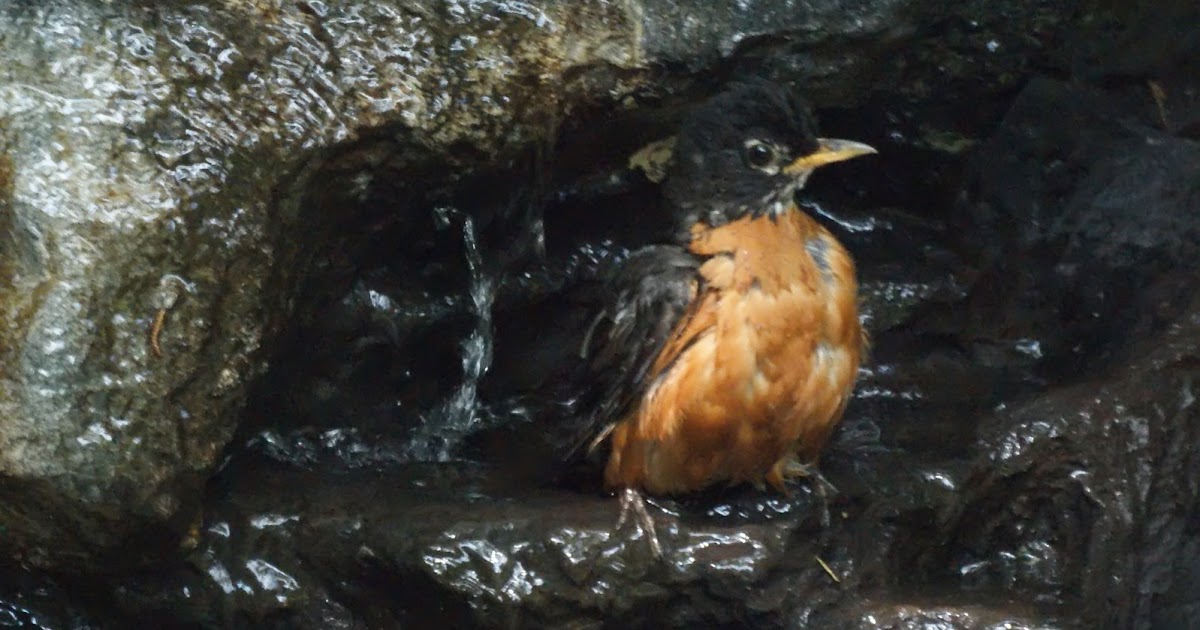 NJ Bird Photos Birds of New Jersey Summer Backyard Birds in New Jersey