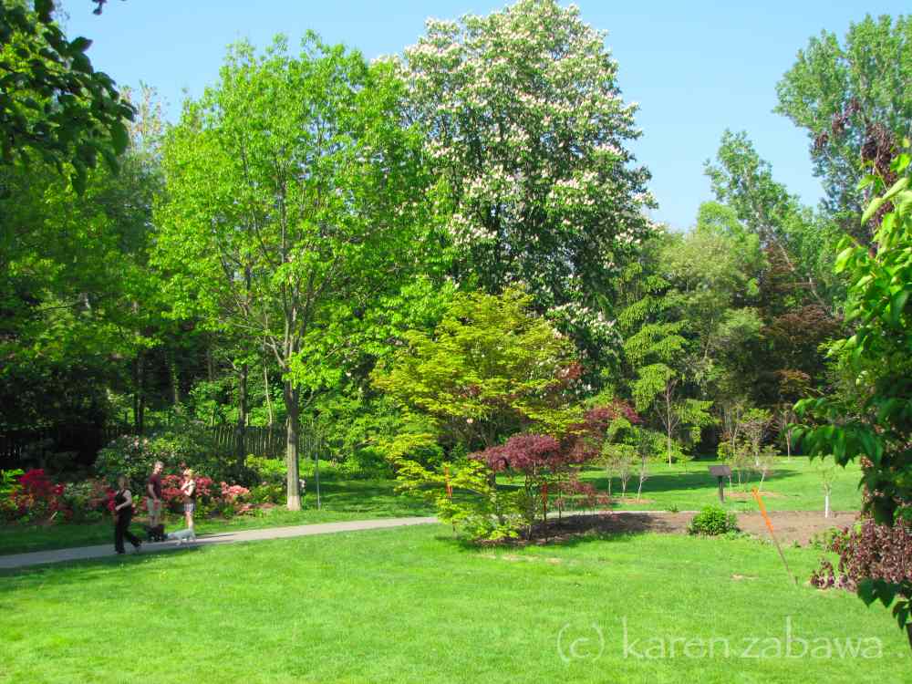 Brueckner Rhododendron Gardens American Chestnut Mississauga Port Credit Gone with the Winds at