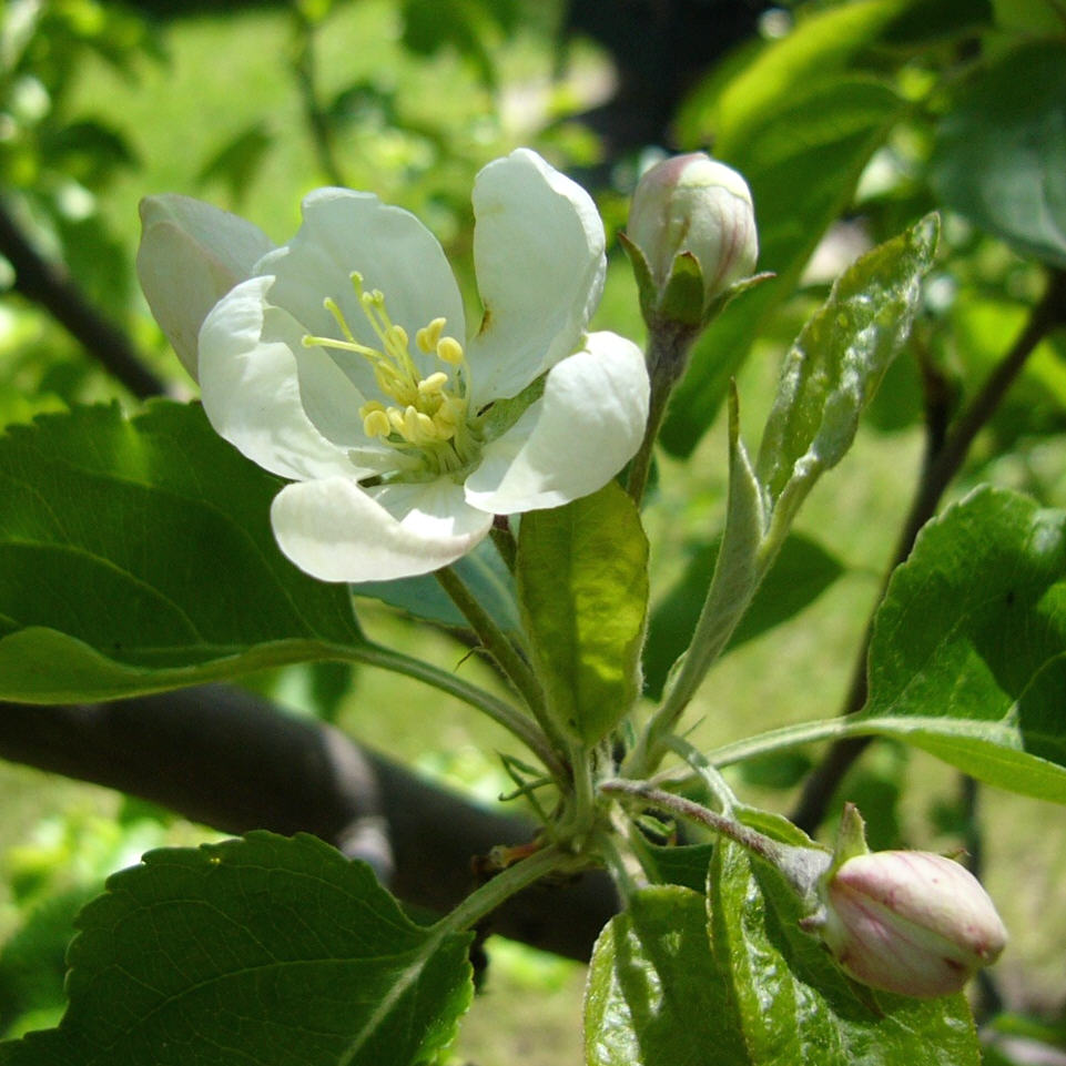 [first+apple+blossom.JPG]