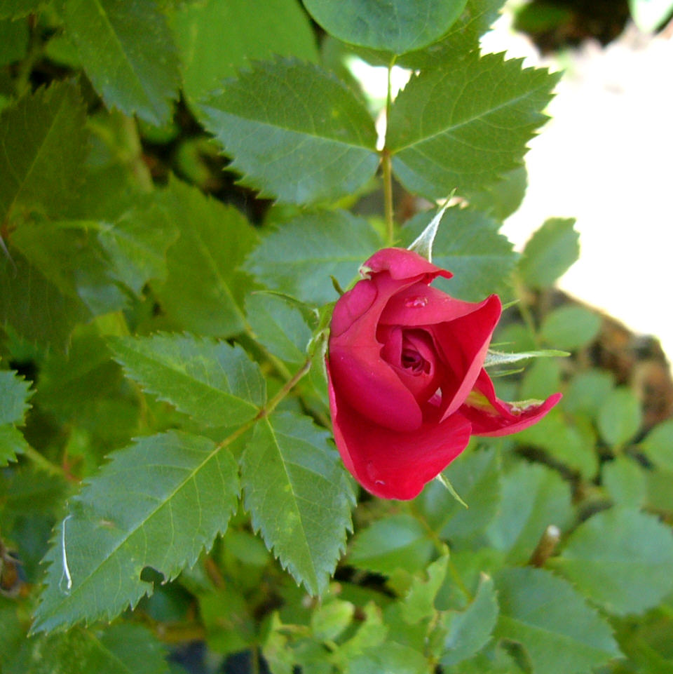 [rosebud+red.JPG]