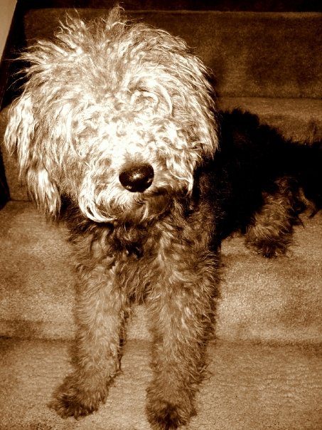 [Elsbeth's+Shaggy+Dog.jpg]