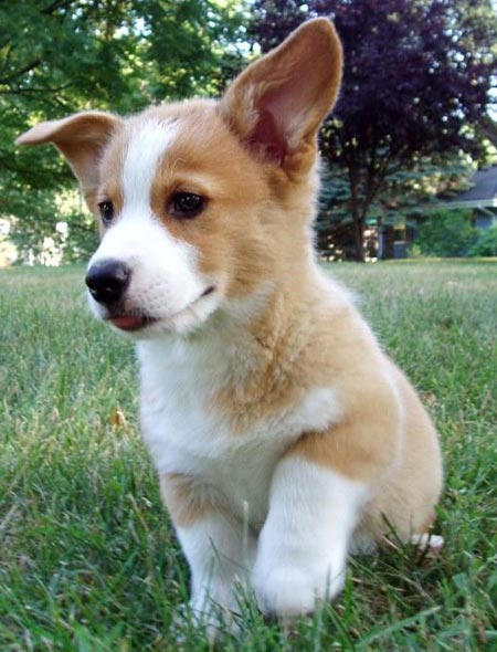 Corgi+fluffies