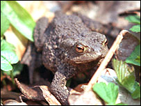 [Exploding+toads.jpg]