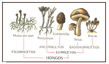 El preparado de las lombrices universal