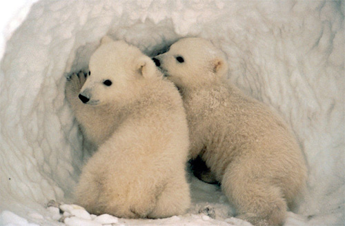 polar bear cub twins polar bear cub twins