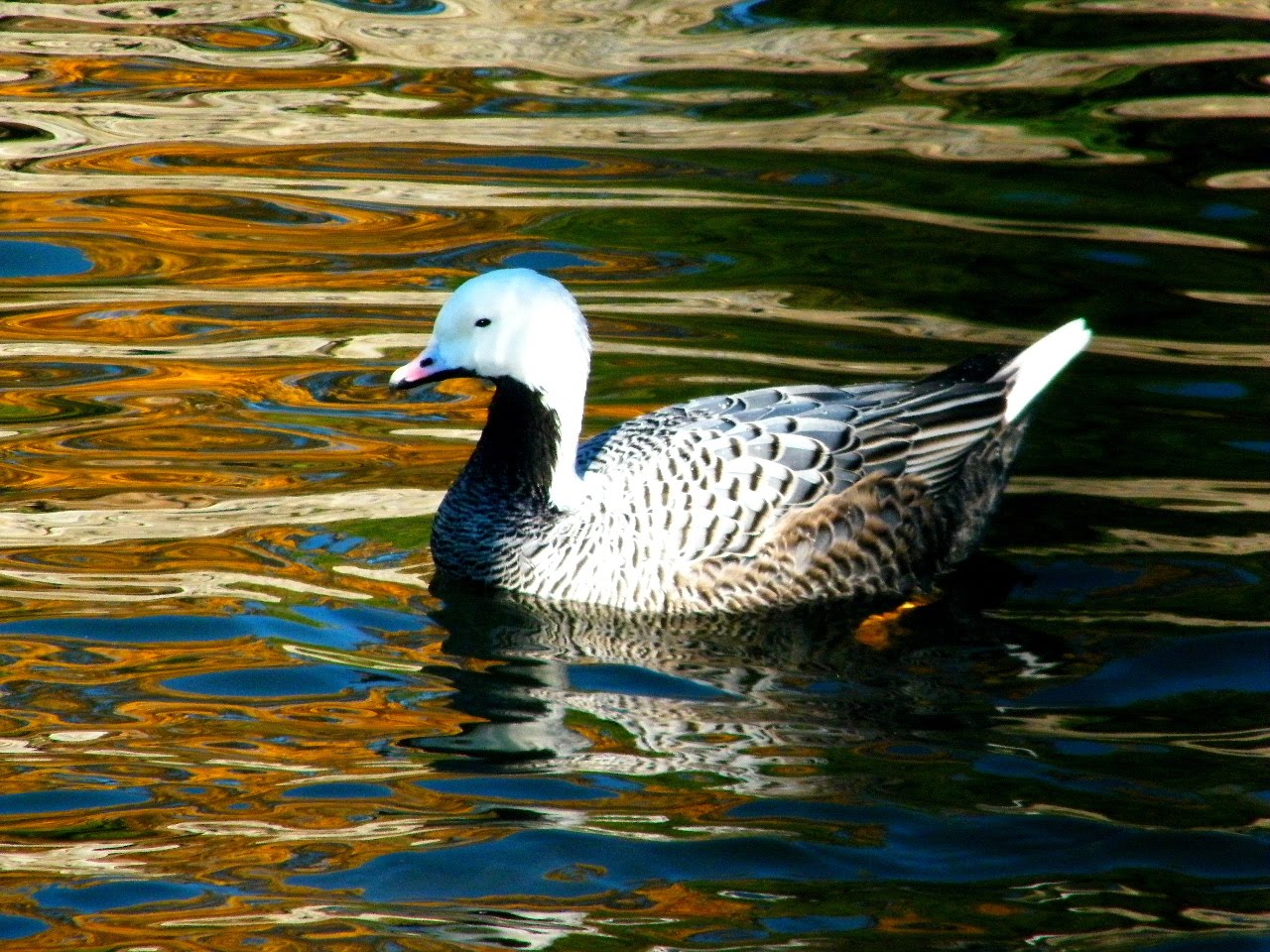 emperor goose emperor goose