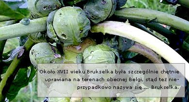 Brukselka Brukselka - opis:
