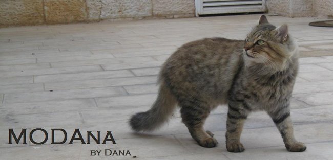 MODAna