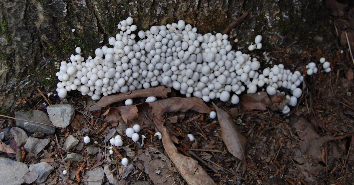Brenda's "Texas Wild" Garden Tiny White Mushrooms