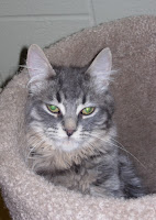 Grey Tabby Cat Grey tabby cat