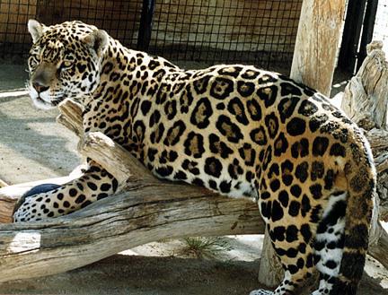 Jaguar on Jaguar S Mating Rituals Something That Had Been Rarely Seen Before