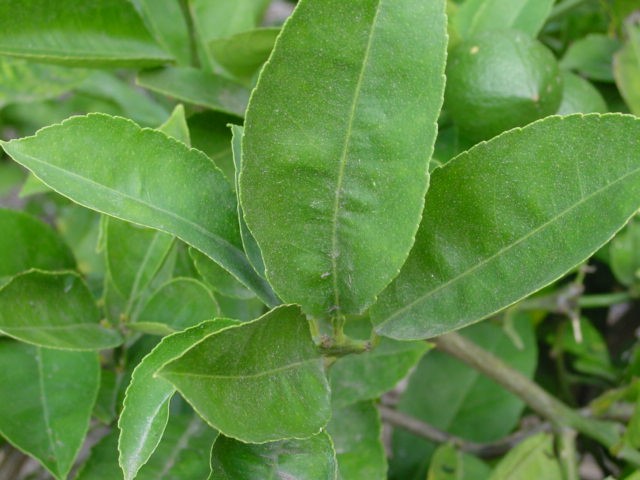 Lemon Tree Leaves