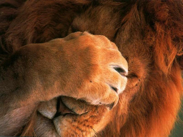 [lion.jpg]