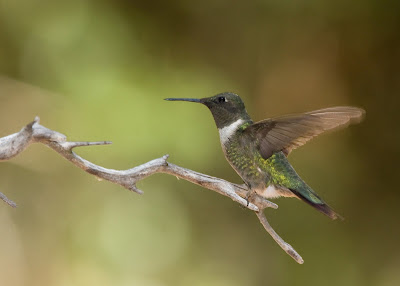 papasula s birding blog ruby throated hummingbird in papasula s birding blog ruby throated hummingbird in