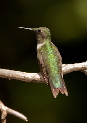 papasula s birding blog ruby throated hummingbird in papasula s birding blog ruby throated hummingbird in