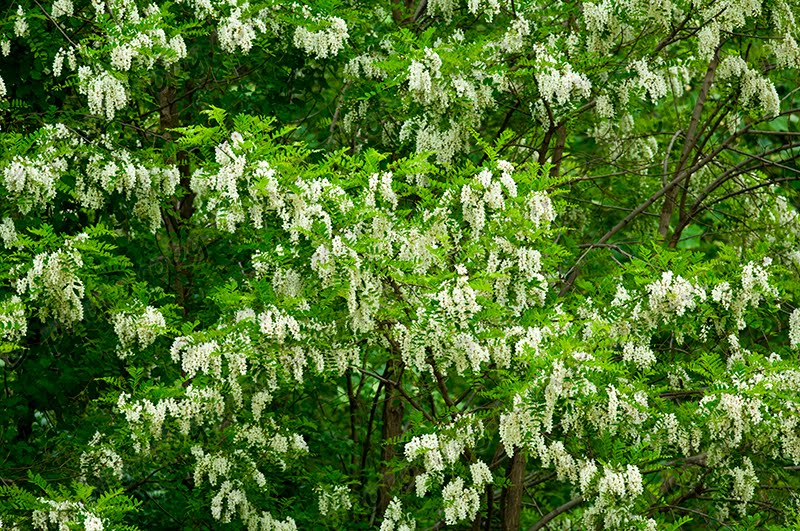 The 3 Foragers Foraging for Wild, Natural, Organic Food Black Locust