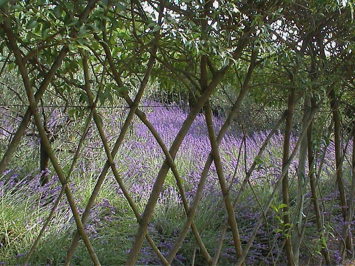 Living Willow Fencing