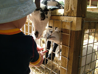 Goats