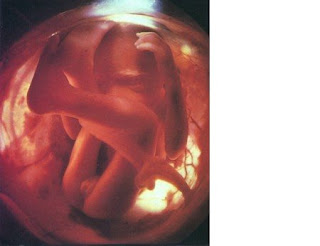 exciting time for new parents to learn sex of baby