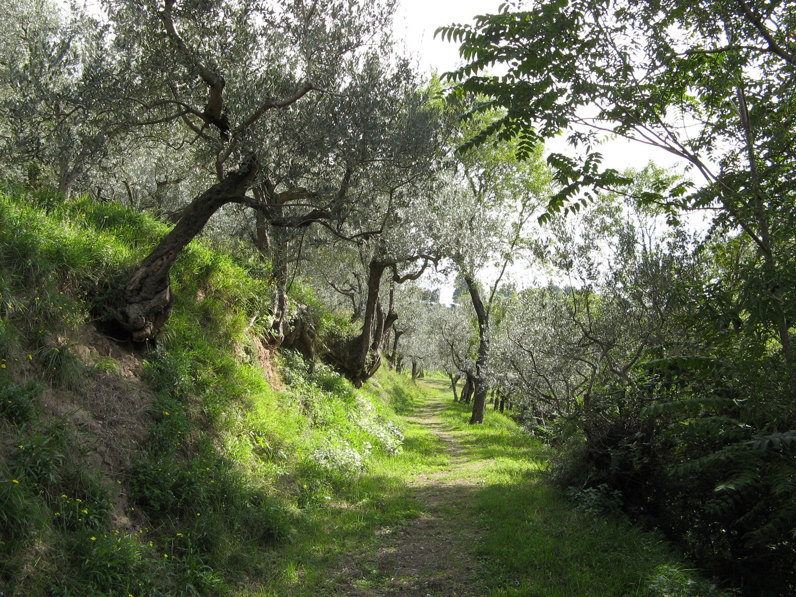 Italy Olive Trees