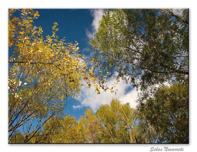 Otoño noviembre 2010