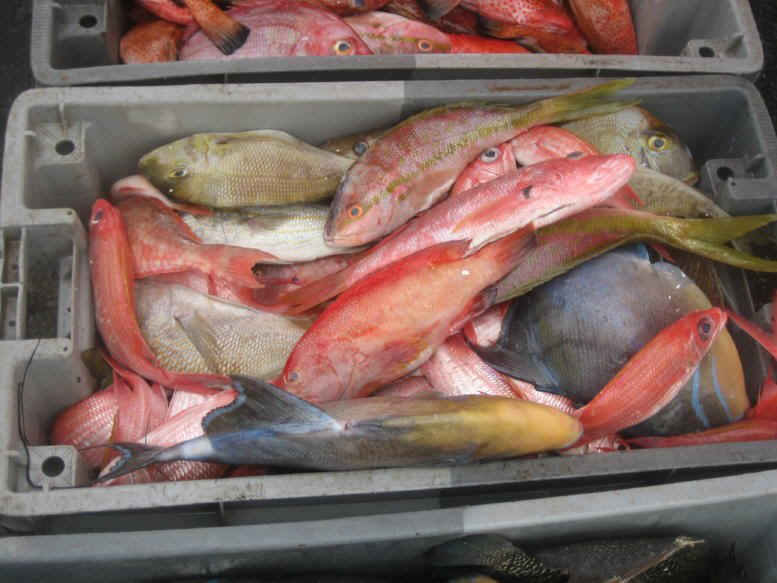 [Fish_market_Guadeloupe.jpg]