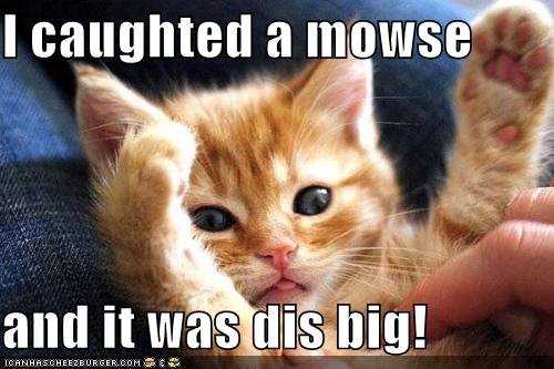 [cat_caughtmouse.bmp]