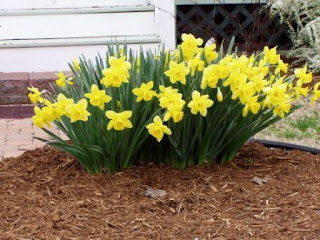 Daffodils
