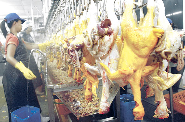 sembelihan dalam islam