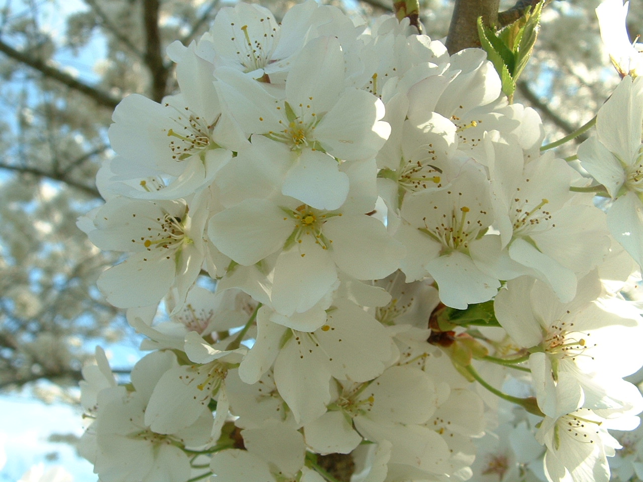 spring in ky