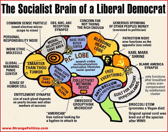[LiberalBrainChart-709203.jpg]