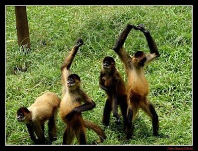 Comportamientos en los monos contradicen las teorías económicas clásicas Monos+bailando