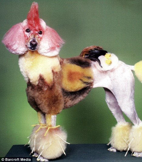 [Poodle.bmp]