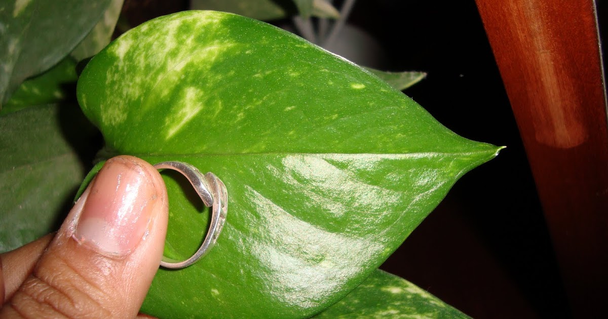 Bio Scavenger Hunt Cuticle Layer of a Plant